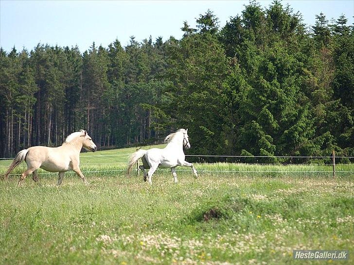 Fjordhest Troja billede 4