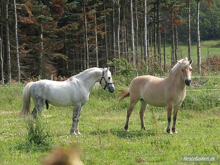 Fjordhest Troja billede 5