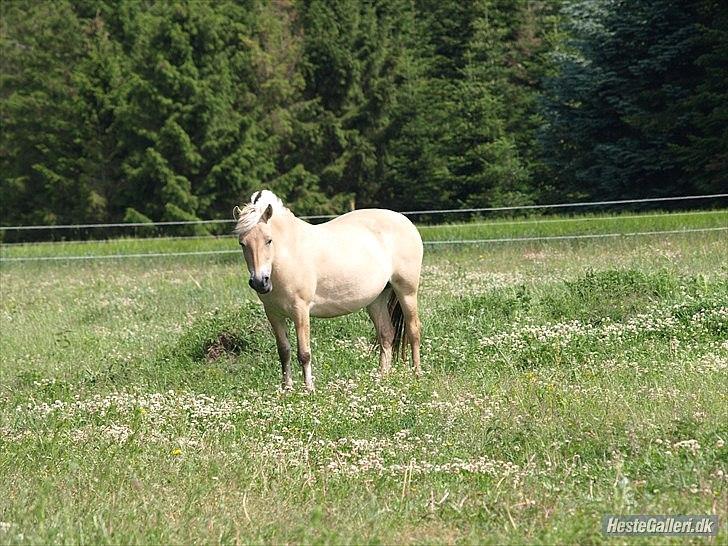 Fjordhest Troja billede 6