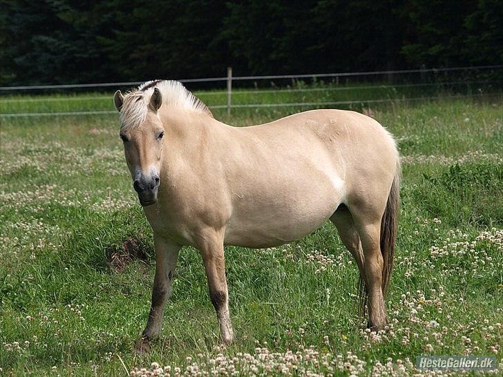 Fjordhest Troja billede 2