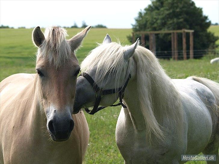 Fjordhest Troja billede 7