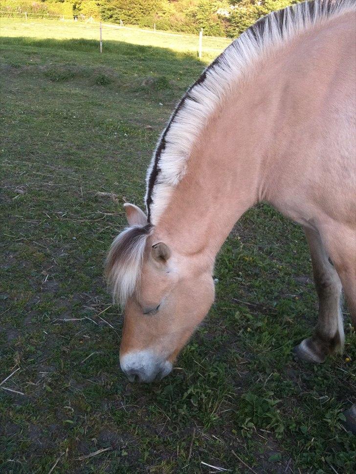 Fjordhest Troja billede 8