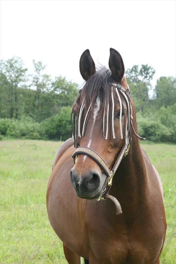 New Forest Lucky - Her er han p&#229; sommergr&#230;s p&#229; Tenchostalden :D Er blevet lidt tyksak :) billede 4