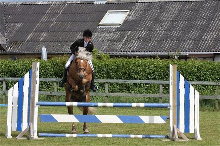 Haflinger Almbue D - i en LD for hest!:)<33 billede 10