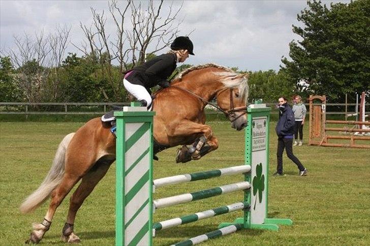 Haflinger Almbue D - Almbue D :)<333 billede 11