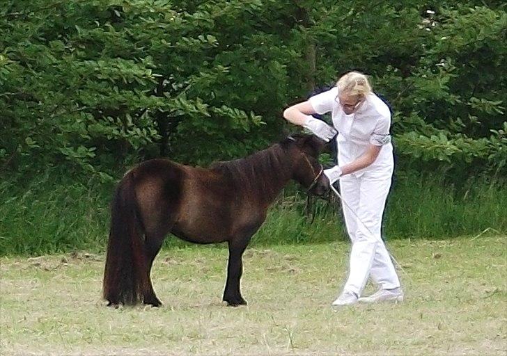 Dansk Miniature Lundevestergård Papaya Fa - Løgstør dyrskue 18.06.2011 billede 3