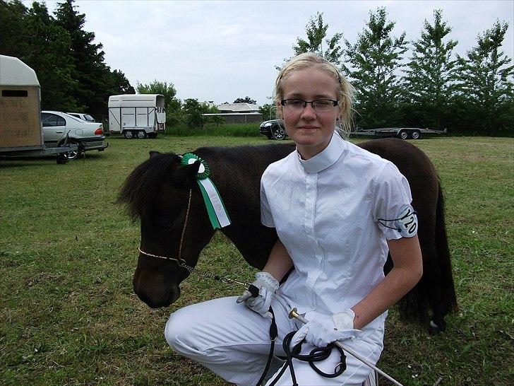 Dansk Miniature Lundevestergård Papaya Fa - Løgstør dyrskue 2011 Tak for fremvisningen Janni billede 1