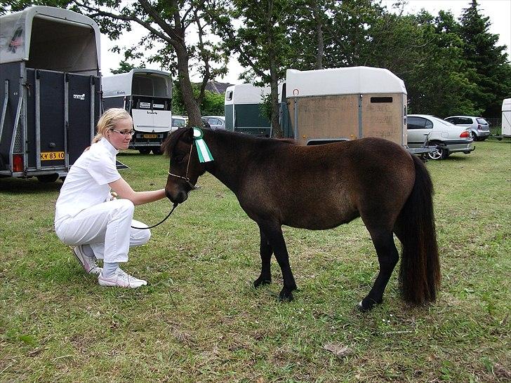 Dansk Miniature Lundevestergård Papaya Fa - Løgstør Dyrskue 2011 billede 2
