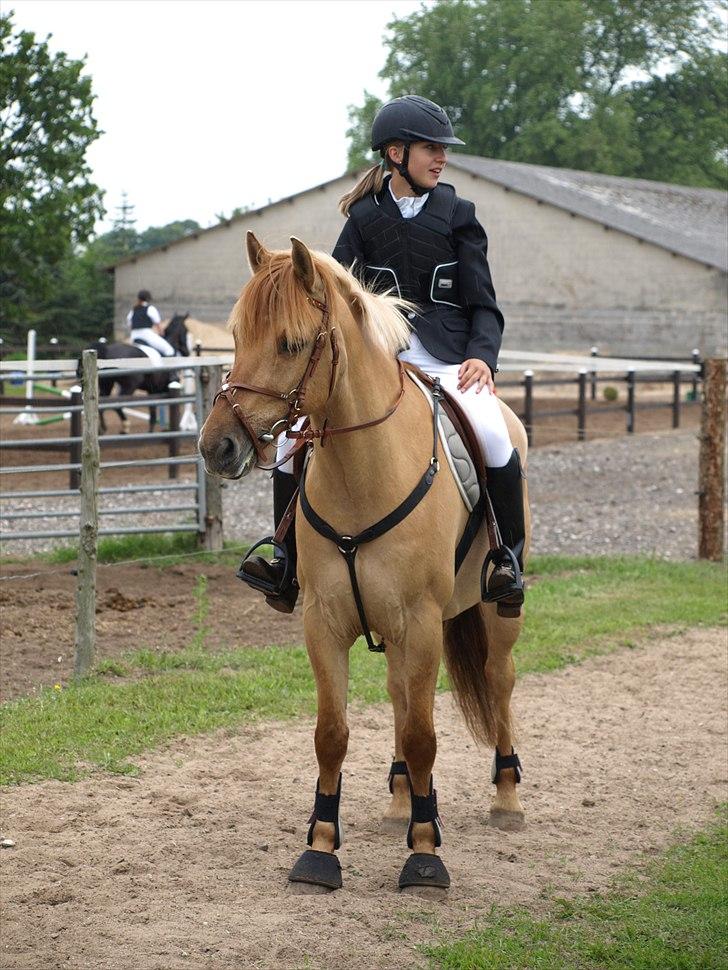 Anden særlig race Golden Dane (Bailey) - Venter på at vi skal ind på banen <3
 billede 10