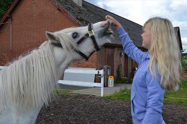 Anden særlig race Melissa ¤Min pige¤ - Tricks pony :D Mester fotograf: Maja billede 5