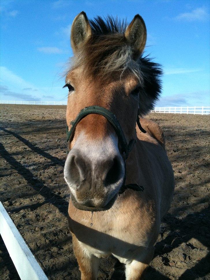 Fjordhest Viktor Knudsen billede 1