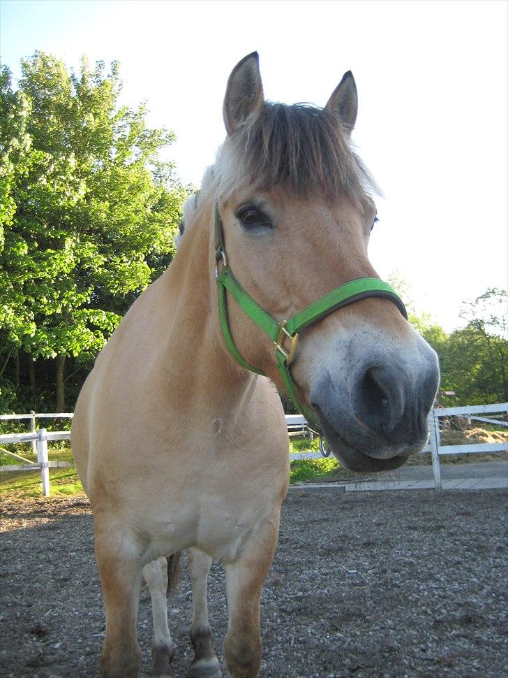 Fjordhest Viktor Knudsen billede 13