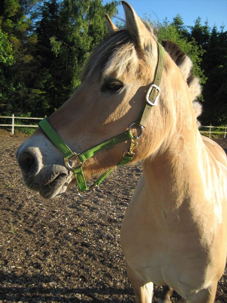 Fjordhest Viktor Knudsen billede 14