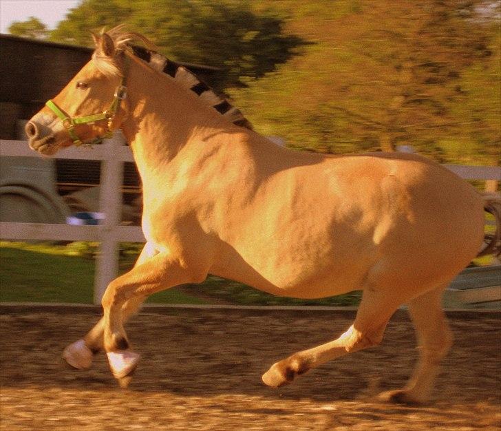 Fjordhest Viktor Knudsen billede 15