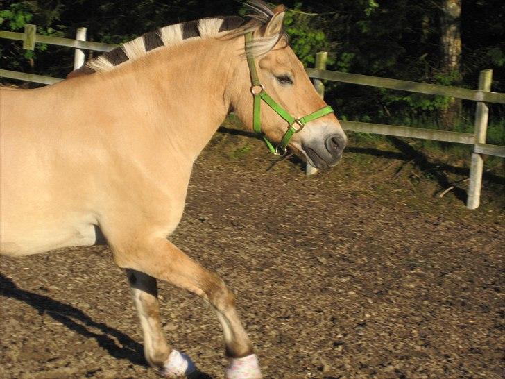 Fjordhest Viktor Knudsen billede 16