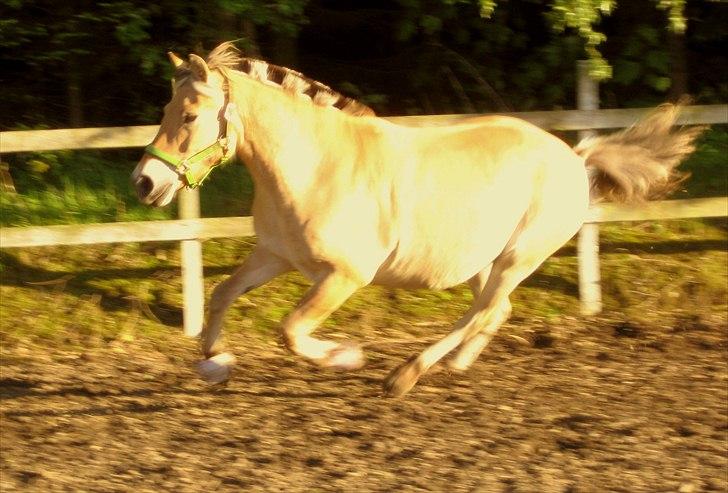 Fjordhest Viktor Knudsen billede 17