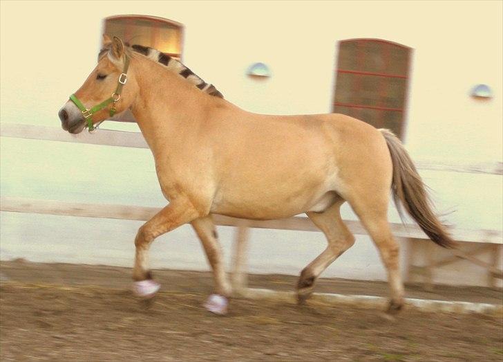 Fjordhest Viktor Knudsen billede 18