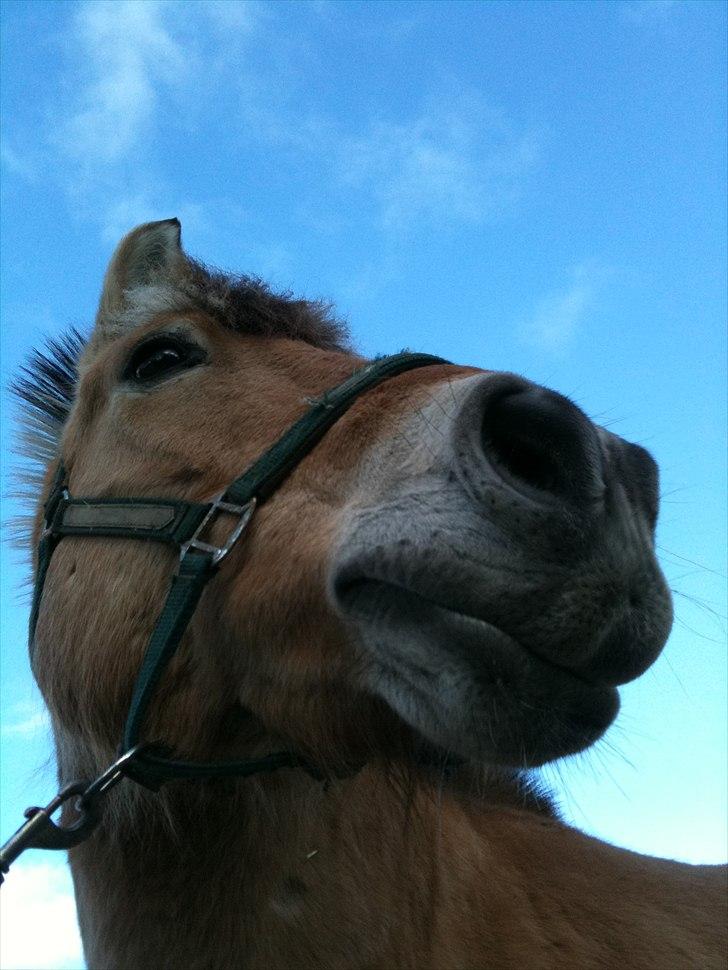 Fjordhest Viktor Knudsen billede 19