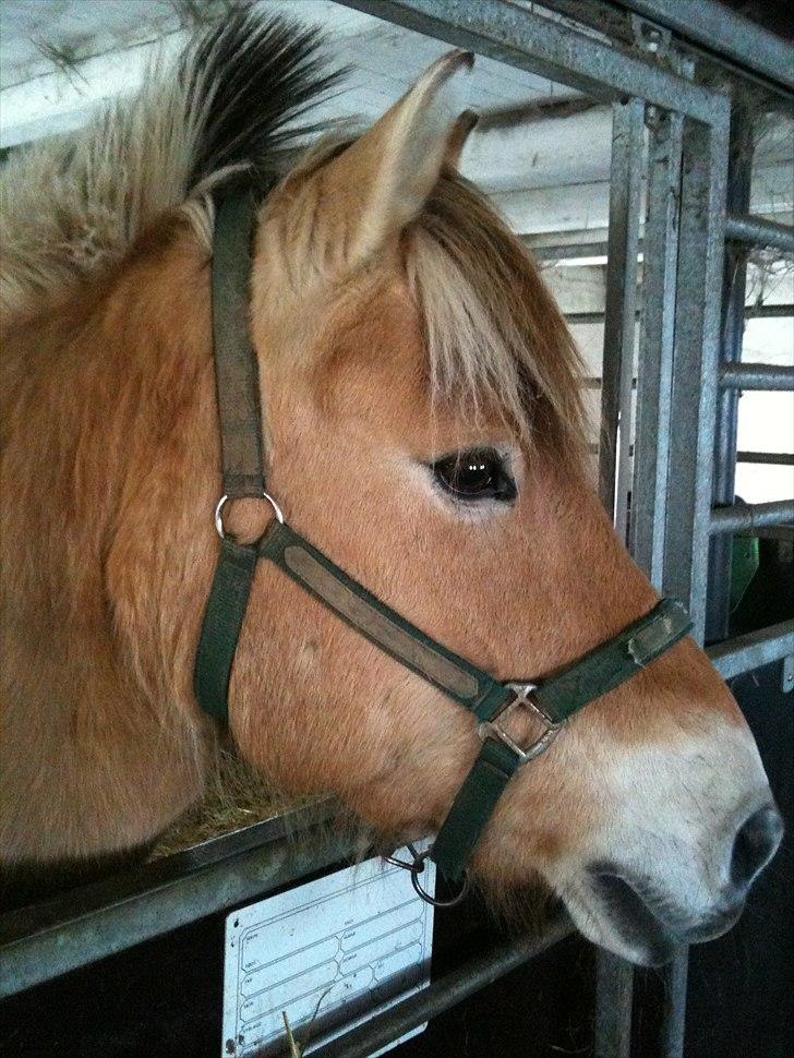 Fjordhest Viktor Knudsen billede 20