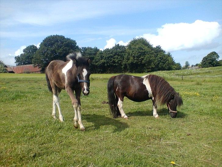 Anden særlig race Frida fra Toftgård (solgt) billede 12