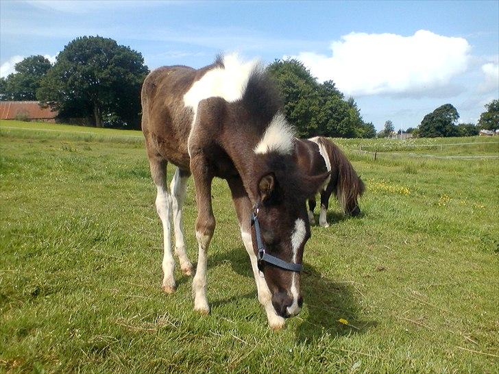 Anden særlig race Frida fra Toftgård (solgt) billede 13