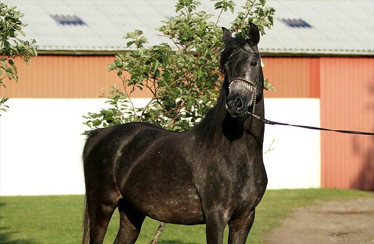 Arabisk fuldblod (OX) Ja'thopa - Ja'thopa på hendes 5 års fødselsdag, 17. juni 2011. Foto: Min mor billede 1