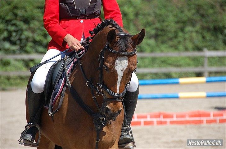 Welsh Pony af Cob-type (sec C) Daisy "solgt" billede 7