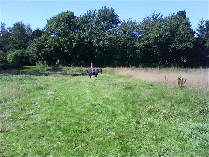 Anden særlig race Nina billede 8