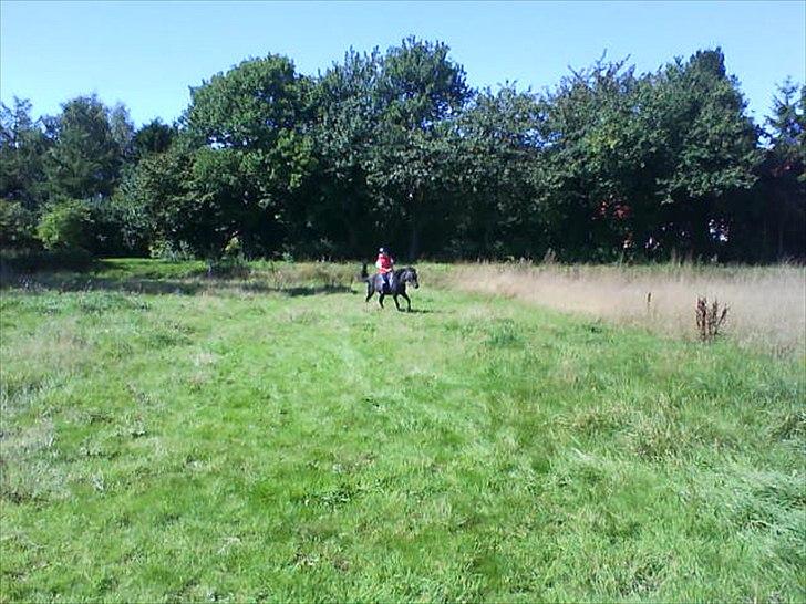 Anden særlig race Nina billede 9