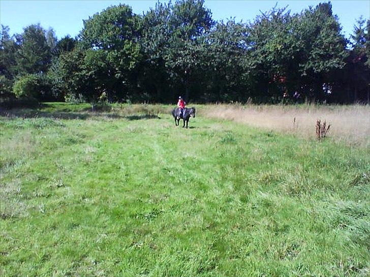 Anden særlig race Nina billede 10