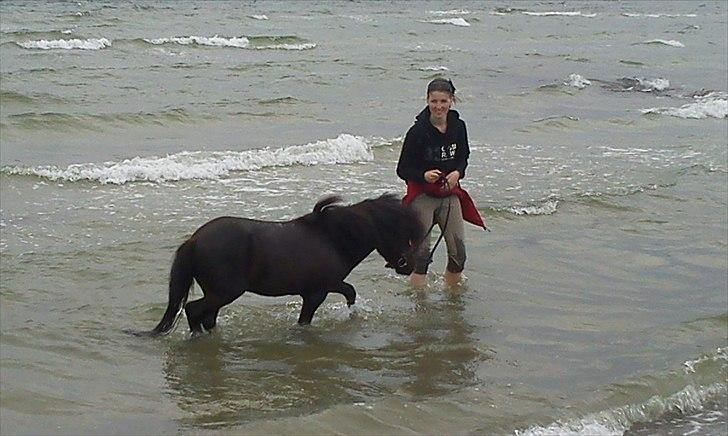 Miniature Black Speedy - B'S i vandet, super nem og lod sig ikke slå ud af de "høje" bølger - 13. Juni 2011 (© - Må ikke kopieres) billede 9