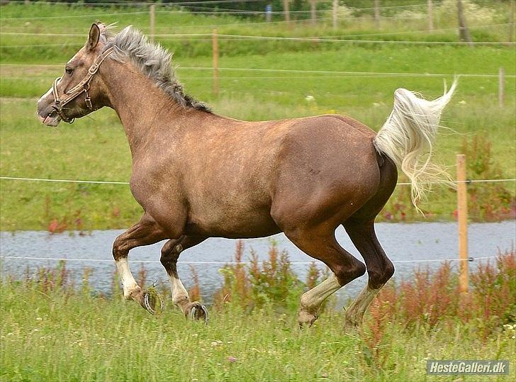 Hollandsk Sportspony Pokemon - Ser en smule sjov ud :) FOTO: Lizet  billede 14