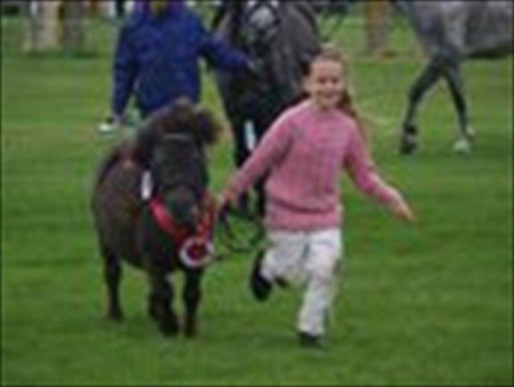 Shetlænder freja af bøgeskov - æresrunde..
24 point,ærespræmie og skuets bedste fritidshest for fremvisere under 13..(og så lige en 2 plads i agility..kan man ønske sig mere billede 14