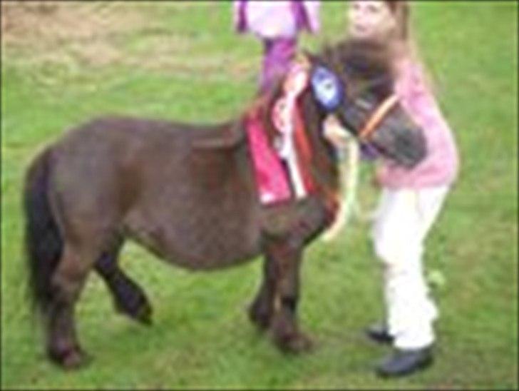Shetlænder freja af bøgeskov - der gemmer sig faktisk en bette pony,under alle rosetterne ;-) billede 15