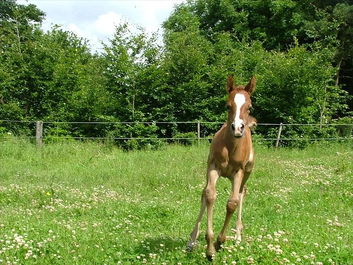 Arabisk fuldblod (OX) HM Nazeemah - 19. juni 2011 billede 12