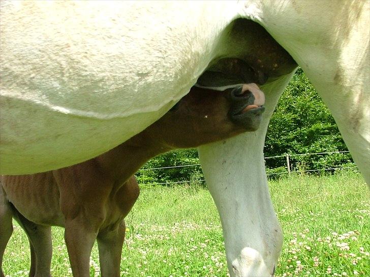 Arabisk fuldblod (OX) HM Nazeemah - Uhh go mælkebar...juni 2011 billede 13