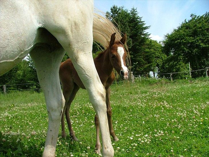 Arabisk fuldblod (OX) HM Nazeemah - 19. juni 2011 billede 14