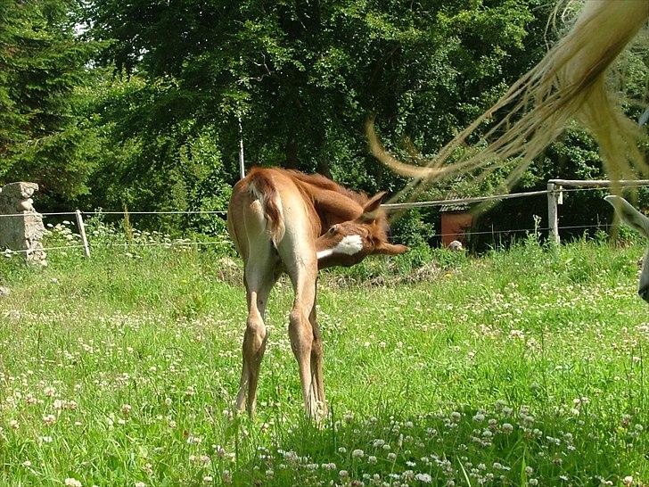 Arabisk fuldblod (OX) HM Nazeemah - Underlige de små sorte flyvende ting der sætter sig på mig... juni 2011 billede 15