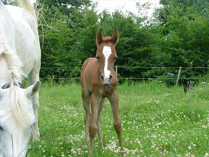 Arabisk fuldblod (OX) HM Nazeemah - 19 juni 2011 billede 16