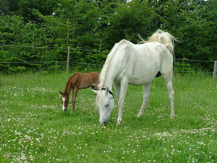 Arabisk fuldblod (OX) Bandala - RIP 2012 - juni 2011 billede 16