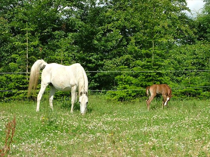 Arabisk fuldblod (OX) Bandala - RIP 2012 - juni 2011 billede 17