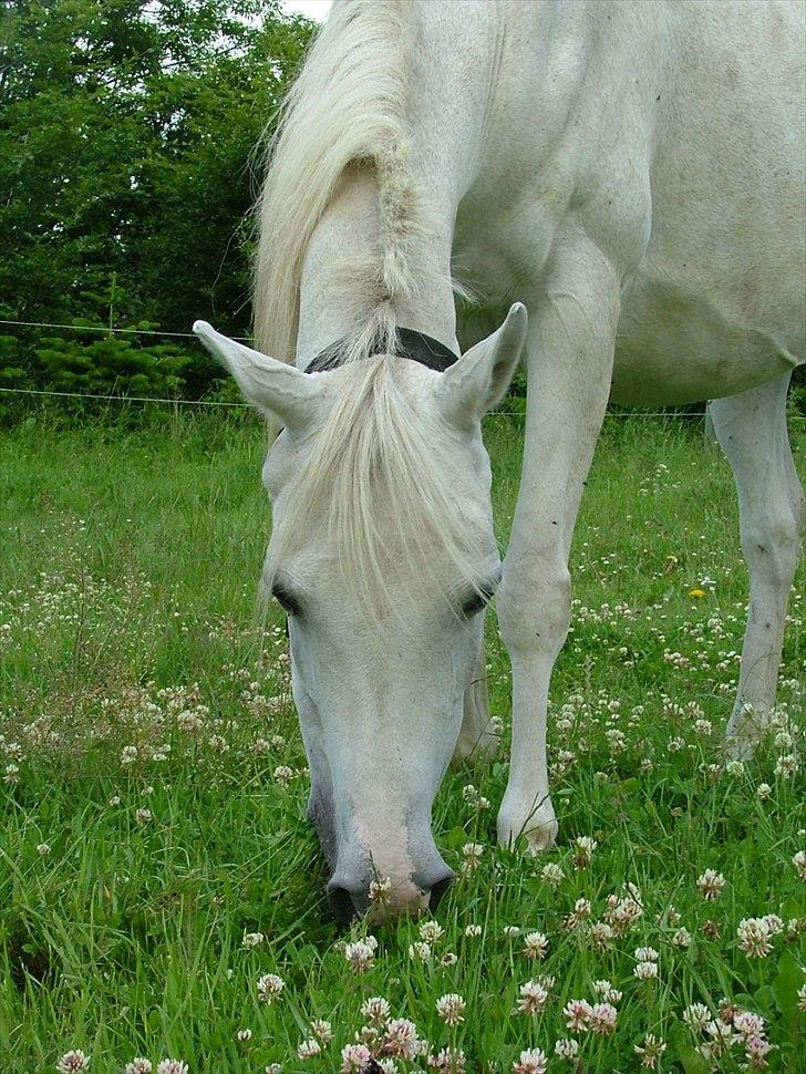 Arabisk fuldblod (OX) Bandala - RIP 2012 - juni 2011 billede 18