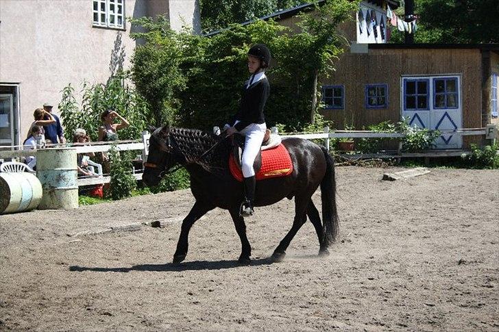 Anden særlig race Hugo *part* - mig og hugo til stævnet ;D vi vandt 1. pladsen i dressur <3 billede 16