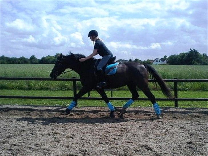 Dansk Varmblod Malue Åbo - 20. Så traver vi af.. Dygtig Malue efter en dejlig ridetur.. Så fin i det nye turkisblå sæt :) Tak til fotograf Sofie billede 20