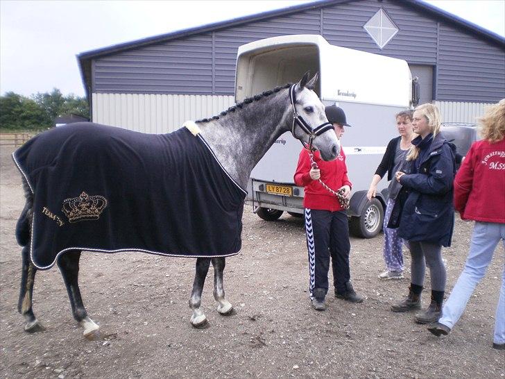 Anden særlig race Ready Teddy - Charme, selvtillid og lækkert hår! Teddy Har det hele + sin fantastiske personlighed! billede 12