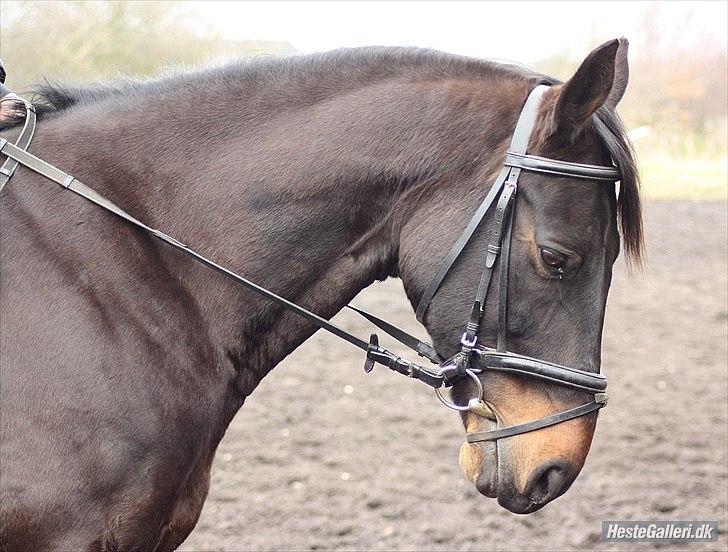 Anden særlig race Conrad <3 billede 19