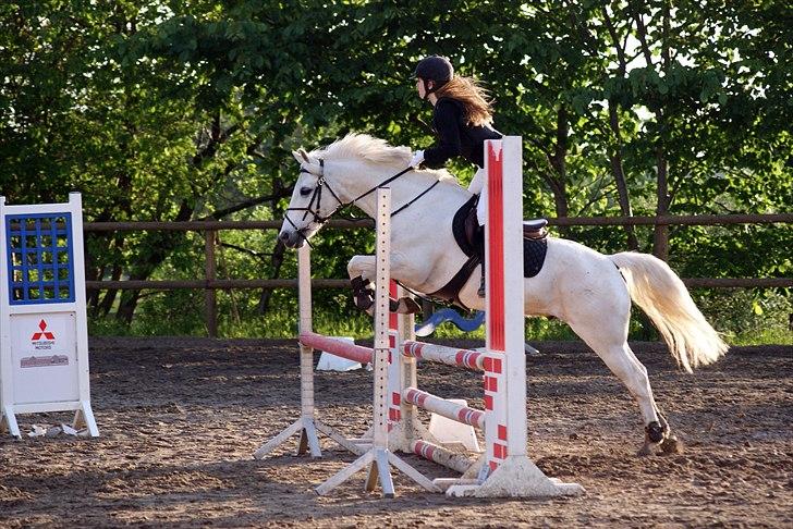 Anden særlig race Heri's Skywalker Conall billede 1