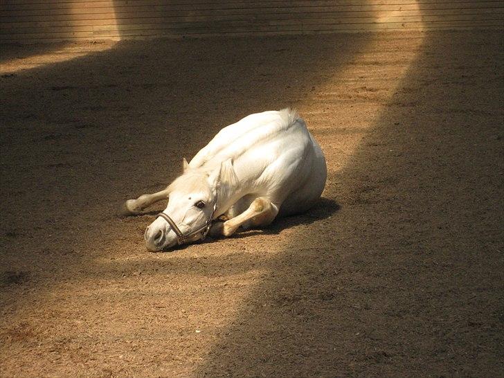 Anden særlig race Heri's Skywalker Conall billede 2