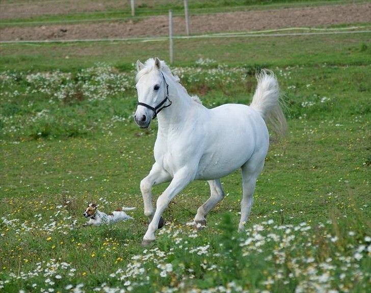 Anden særlig race Heri's Skywalker Conall billede 3