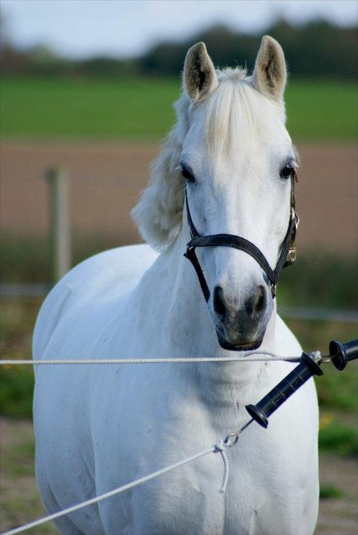 Anden særlig race Heri's Skywalker Conall billede 4